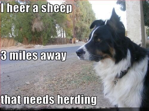 Border collie dog - , fridge
