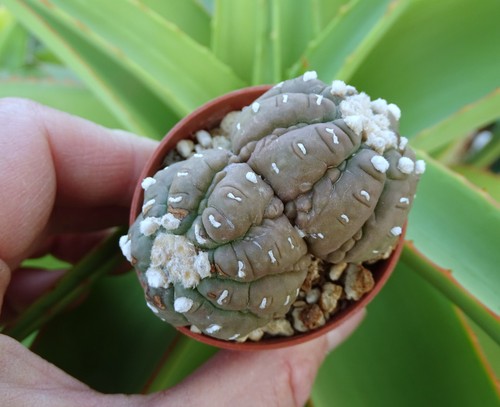 Astrophytum asterias ruri - asterias, 'ruri