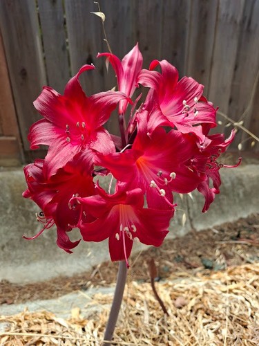 Amaryllis belladonna red - amaryllis,