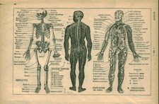 Antique Lymphatic Circulation Document from the 1934 Book