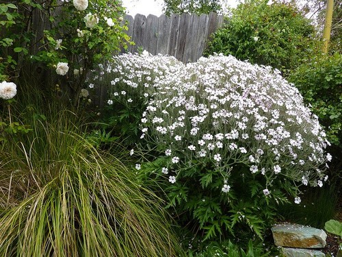 Plant geranium maderense - plant,