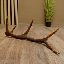 Renne Tige 10 Endes Poids 0,62