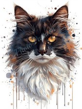 Photo A4 Bicolor Maine Coon