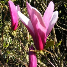Magnolia susan - Magnolia