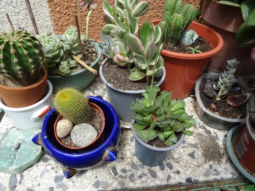 Lot cacté avec coupe - cacté,