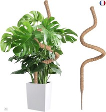 Wigearss Tuteur Plante