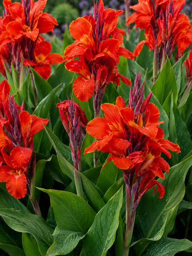 Canna indica graines - canna, 35