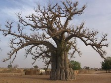 Lot 1000 Graines seed Baobab