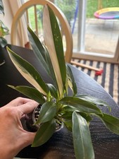 Philodendron Wend Imbe, Exact Plant Variegated Ships Nationwide