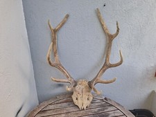 Massacre de cerf élaphe 