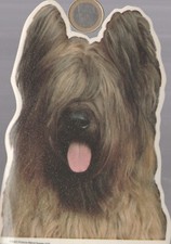 C44ani. Animaux. chien