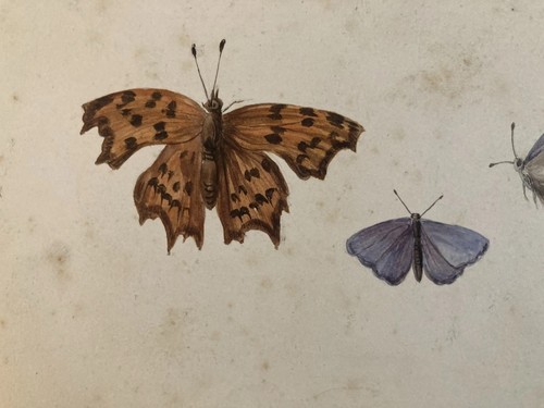 Painting papillon insecte - painting,