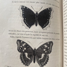 BERTHOUD  Le monde des insectes. EO ? 8 gravures rare impr Garnier