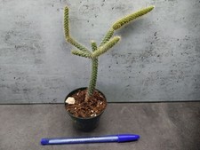 Jeune plante Aporocactus