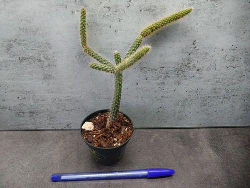 Jeune plante aporocactus - jeune,