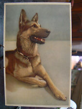 cpa German Shepherd Illustrator Chien Dog