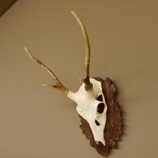 Sikahirsch Bois Sika Cerf Hl