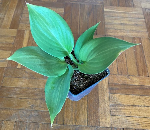 Graines hosta - de,
