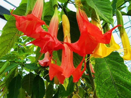 Brugmansia superspot datura - superspot, (