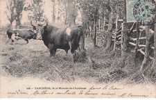 BOUCHES DU RHONE TANCREDE de la Manade de l'Audience