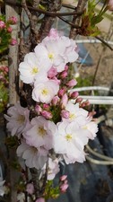 Prunus serrulata 'Amanogawa' /