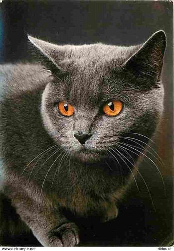 Carte postale animaux - postale,