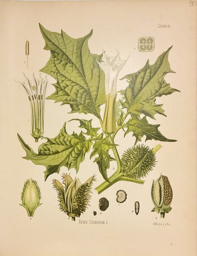 Datura stramonium 1886