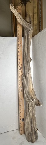 Driftwood pine taxidermy - driftwood,