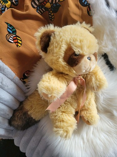 Mignon raton laveur tout doux - laveur,