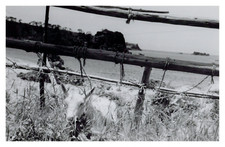 Japan, Sado Island, Goat near the beach, vintage print, 1962 photo taken pa