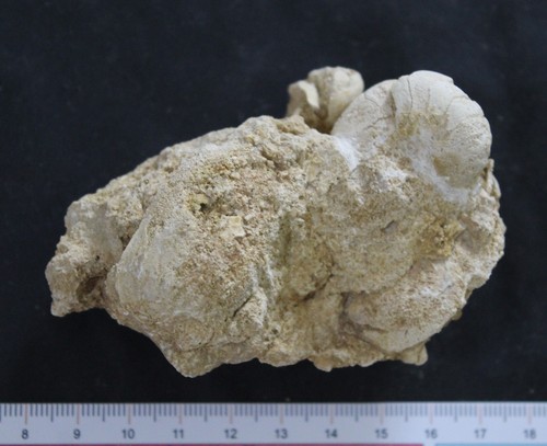 Nautile fossile bathonien - nautile,