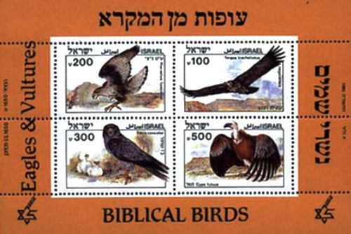 Timbres oiseaux rapaces - oiseaux,