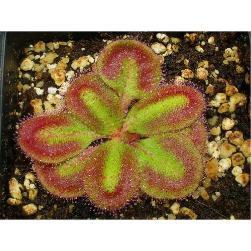 Drosera erythrorhiza 10 - drosera,