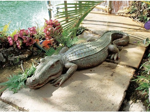 Alligator des marais - des,