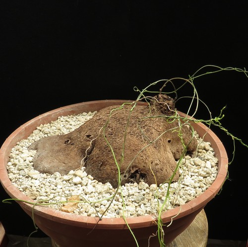 Dioscorea sylvatica euphorbia - sylvatica,,