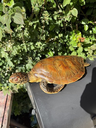 Taxidermie vintage tortue - tortue, de