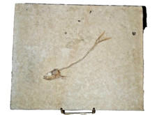 Poisson fossile sur bloque de
