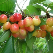 Cerisier Bigarreau 'Napoléon' - Prunus cerasus 'Royal Ann'