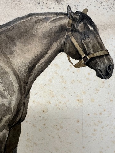 Study watercolor equestrian - &,