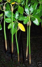Red Mangrove Plants 10" Long X 5 Filters Nitrates And Phosphates