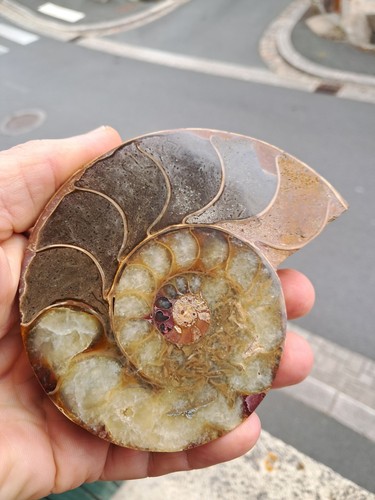 Fossile ammonite poli