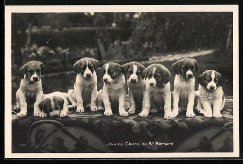 Jeunes chiens bernard - jeunes,