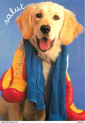 Carte postale animaux - animaux,
