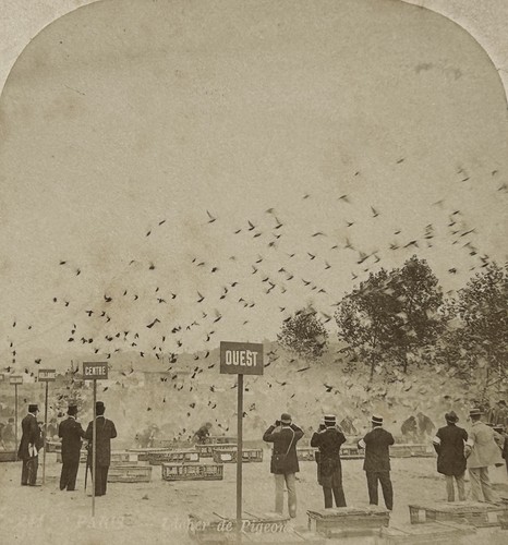 Paris lâcher pigeons - paris, de