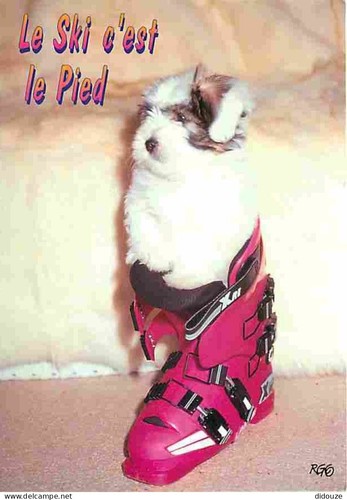 Carte postale animaux - postale,