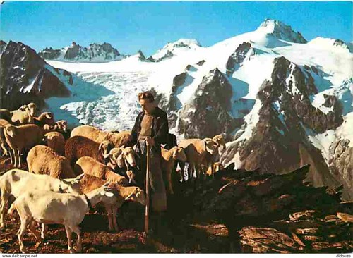 Carte postale animaux - carte,