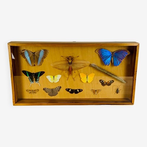 Cadre papillons sauterelle - papillons,