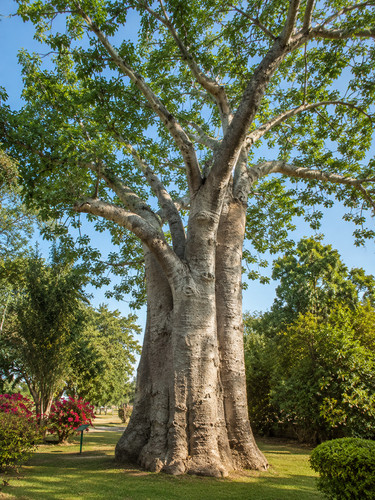 Adansonia digitata 250 - digitata,,