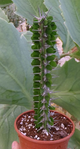 Alluaudia procera adenium - alluaudia,