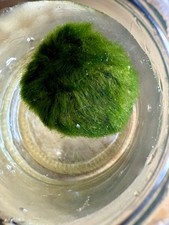 1 Marimo Moss Balls 1.5-1.75inch Live Plant Aquarium Tank USA SELLER FAST SHIP